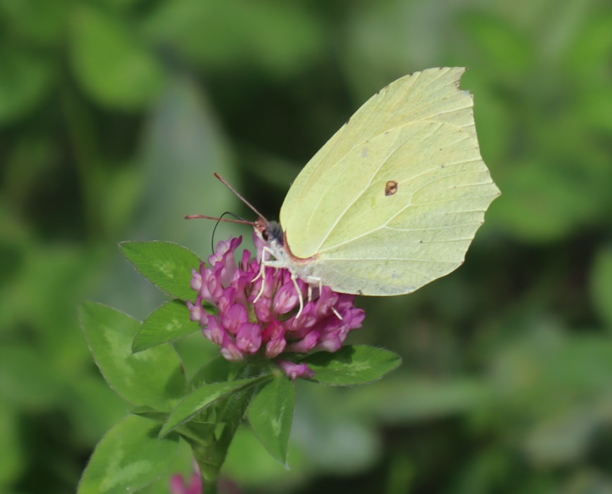 妙高高原・関川 河原 スジボソヤマキチョウ 2021年8月25日13時30分頃 気温32度